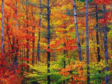 ニューハンプシャー州の明るい紅葉の秋 Oil Paintings